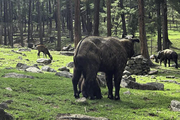 Scenic views of Bhutan's mountains, valleys, and monasteries during a 7-day cultural and nature tour.