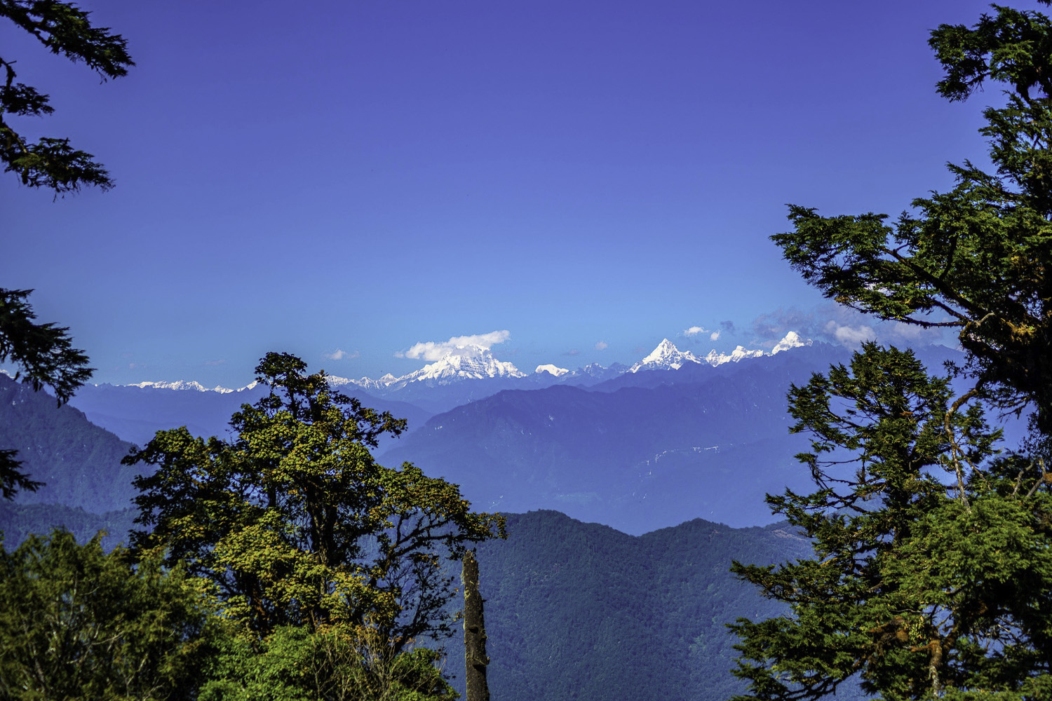 Mountain trail on the Rodung La Trek with forests, meadows, and fluttering prayer flags.