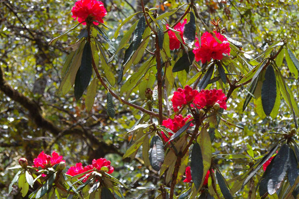 6 Days Rhododendron Festival detailed itinerary and costing