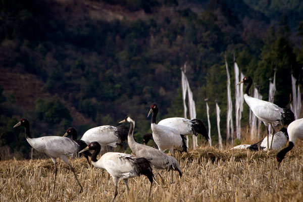 Black Necked Crane Festival Tour detailed