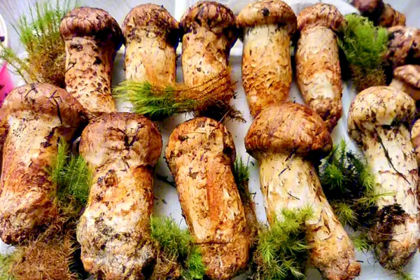 Matsutake Mushroom Festival