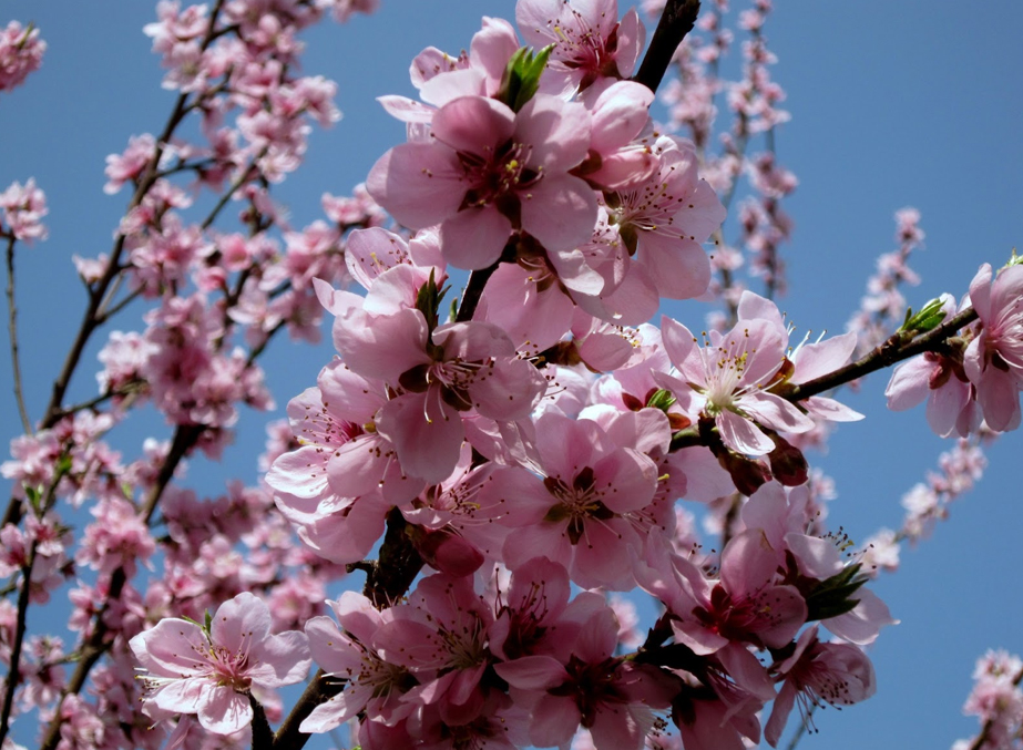 Blooming cherry blossoms and fresh green leaves on trees under a bright blue sky