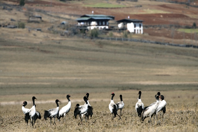 Phobjikha Valley in Bhutan with green landscapes, traditional villages, mountains, and peaceful Himalayan scenery.