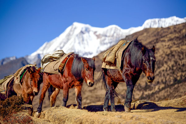 Routes: Paro → Laya Village → Woche → Thanza → Gangjula Pass → Thanza → Woche → Laya