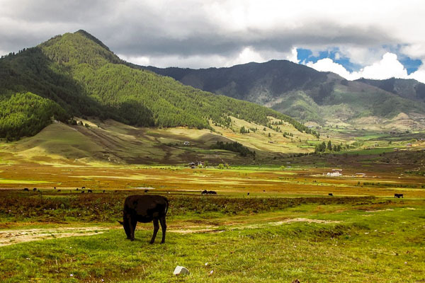 Routes:Paro, Thimphu, Punakha, and Phobjikha Valley,