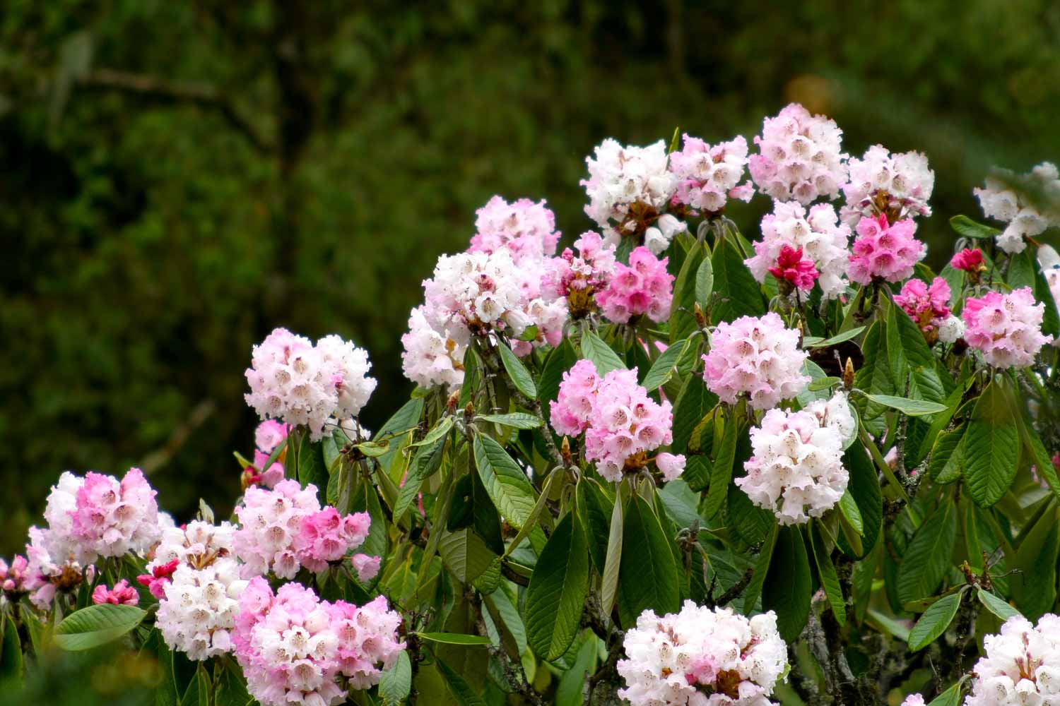 Visitors admire colorful rhododendron flowers blooming across Bhutan’s lush mountain forests during the Rhododendron Festival, surrounded by scenic Himalayan landscapes.