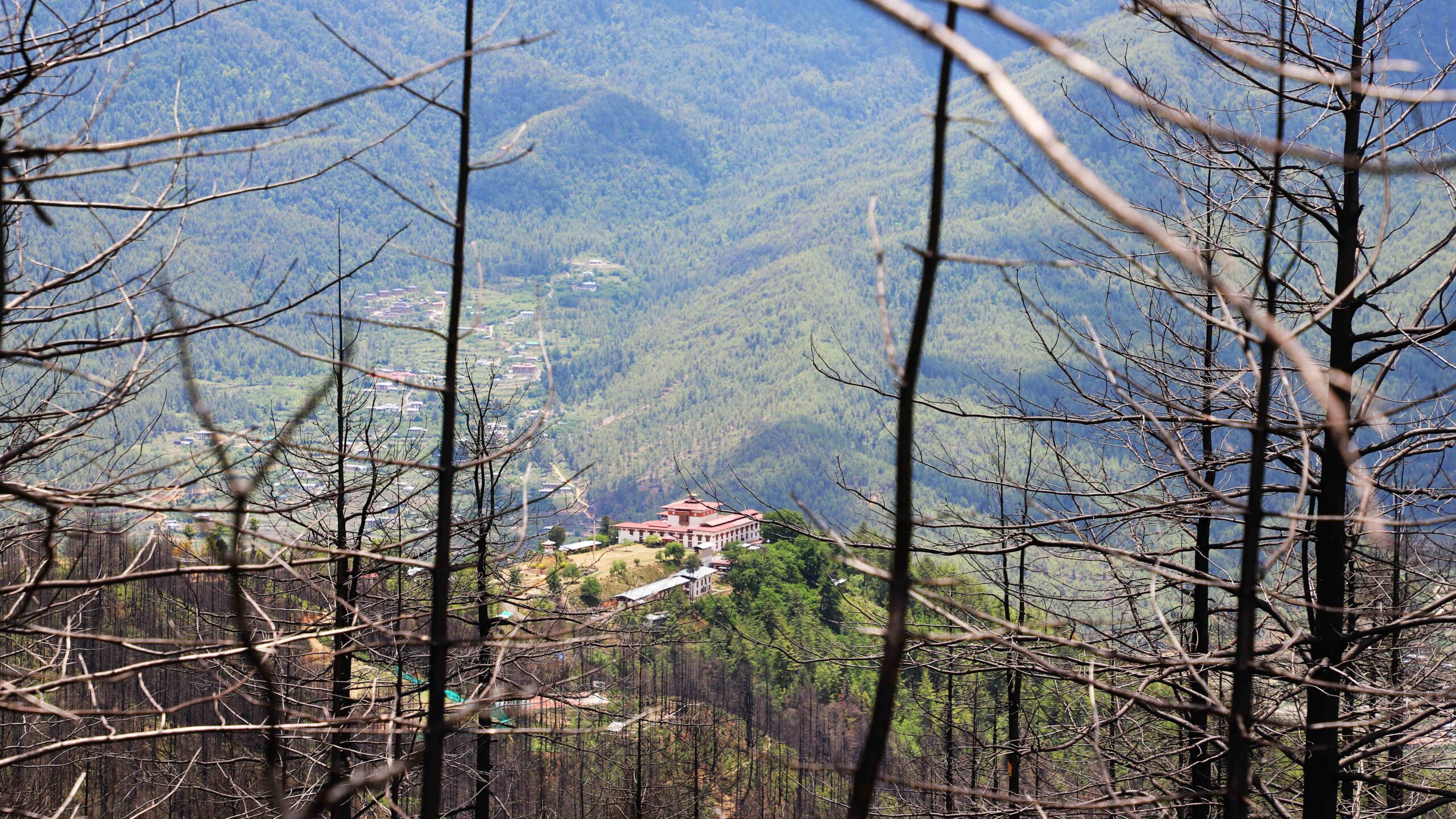 Trekkers hiking from Sang Choekor to Bumdra through scenic pine forests.