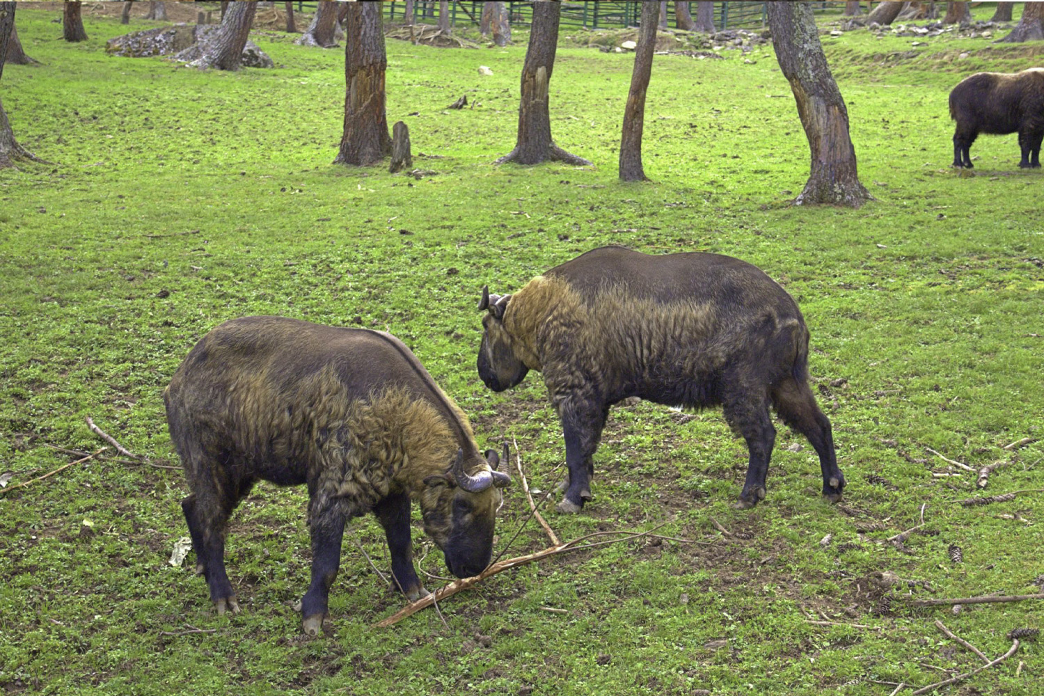 Motithang Takin Preserve in Thimphu Bhutan featuring the national animal takin surrounded by forest and mountain scenery.