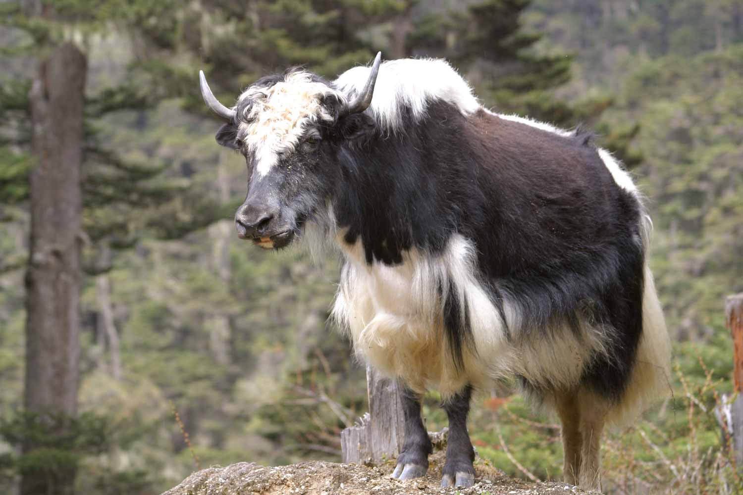 Gasa Bhutan with mountain valley views and traditional hot springs after Snowman Trek.